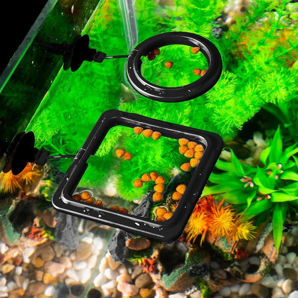 Fish Food Feeding Ring